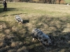 Kune Kune pigs graze out of doors through the winter
